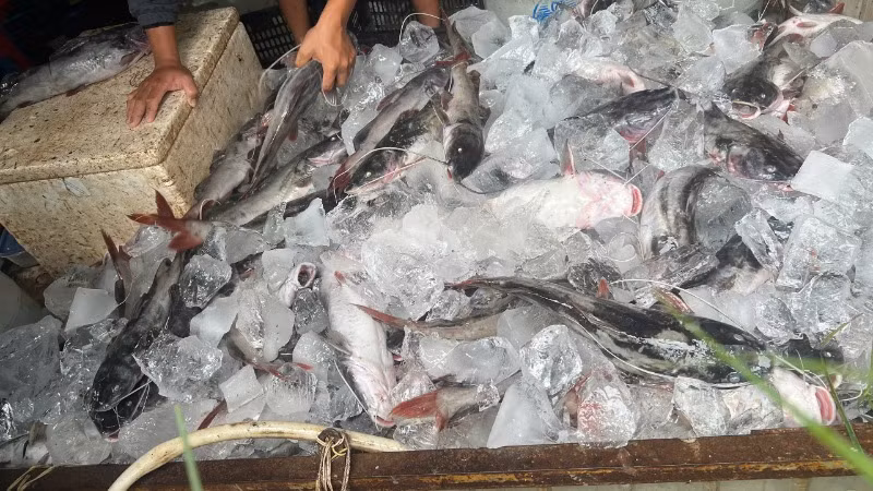 Cá lăng chết được người dân vớt lên ướp đá.