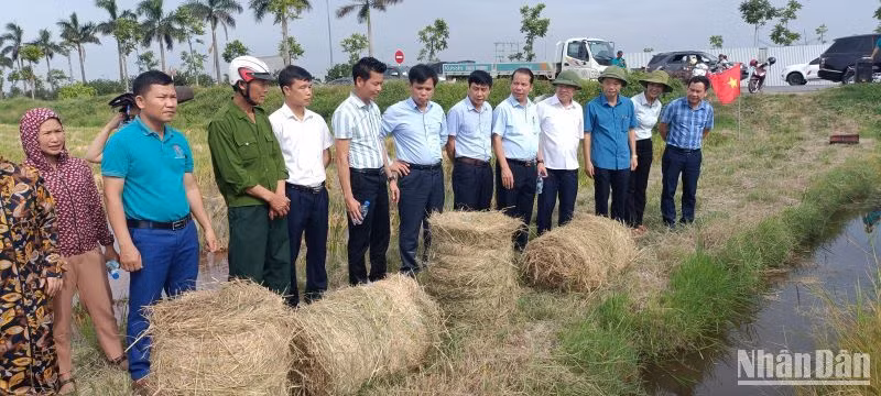 Trung tâm Khuyến nông tỉnh Thái Bình tổ chức hội thảo đầu bờ để đưa máy cuộn rơm công suất lớn xuống các chân ruộng sau vụ gặt. (Ảnh: Mai Tú) Trung tâm Khuyến nông tỉnh Thái Bình tổ chức hội thảo đầu bờ để đưa máy cuộn rơm công suất lớn xuống các chân ruộng sau vụ gặt. (Ảnh: Mai Tú)