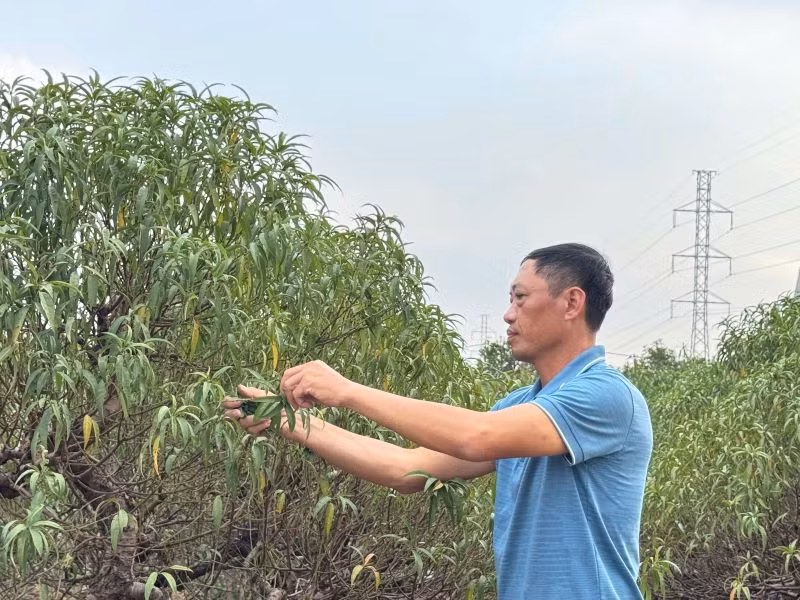 Ông Việt tuốt lá đào để kích thích ra hoa.