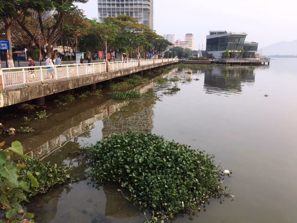 Chính quyền địa phương cần có giải pháp để xử lý khối lượng bèo rất lớn này. Chính quyền địa phương cần có giải pháp để xử lý khối lượng bèo rất lớn này.