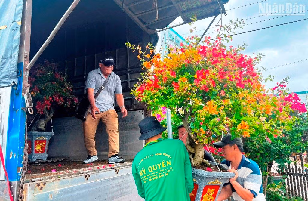 Thương lái đến xã Vĩnh Hòa (huyện Chợ Lách) mua hoa giấy rồi đưa lên xe tải để chuyển đến chợ Tết. Thương lái đến xã Vĩnh Hòa (huyện Chợ Lách) mua hoa giấy rồi đưa lên xe tải để chuyển đến chợ Tết.