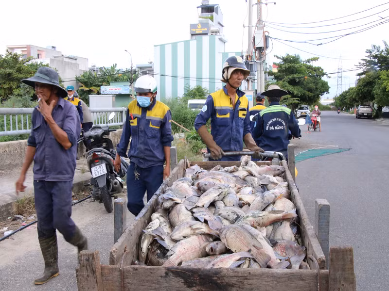 Công nhân môi trường thu gom xác cá chết đưa đi tiêu hủy. Công nhân môi trường thu gom xác cá chết đưa đi tiêu hủy.