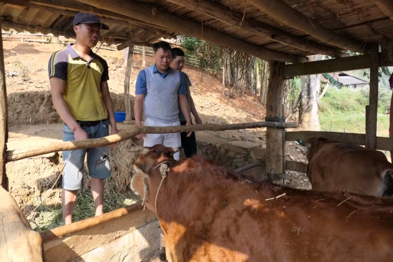 Từ nguồn vốn của Chương trình Mục tiêu quốc gia về phát triển kinh tế-xã hội vùng đồng bào dân tộc thiểu số và miền núi, gia đình anh Đặng Văn Dền ở thôn Yên Cư, thị trấn Yên Phú, huyện Bắc Mê, tỉnh Hà Giang có bò giống để phát triển kinh tế gia đình. (Ảnh: Khánh Toàn) Từ nguồn vốn của Chương trình Mục tiêu quốc gia về phát triển kinh tế-xã hội vùng đồng bào dân tộc thiểu số và miền núi, gia đình anh Đặng Văn Dền ở thôn Yên Cư, thị trấn Yên Phú, huyện Bắc Mê, tỉnh Hà Giang có bò giống để phát triển kinh tế gia đình. (Ảnh: Khánh Toàn)