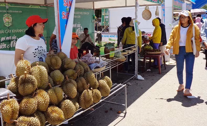 Xã Sơn Lâm, huyện Khánh Sơn, Khánh Hòa có 400/800 ha sầu riêng cho thu hoạch; năm 2024 sản lượng đạt hơn 4.500 tấn, doanh thu hơn 250 tỷ đồng. (Ảnh: Phong Nguyên) Xã Sơn Lâm, huyện Khánh Sơn, Khánh Hòa có 400/800 ha sầu riêng cho thu hoạch; năm 2024 sản lượng đạt hơn 4.500 tấn, doanh thu hơn 250 tỷ đồng. (Ảnh: Phong Nguyên)