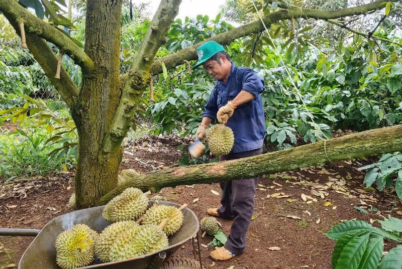 Cần kiểm soát chặt vùng trồng trái cây xuất khẩu. Cần kiểm soát chặt vùng trồng trái cây xuất khẩu.