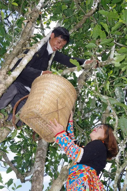Người dân xã Mồ Sì San hái chè Shan tuyết.