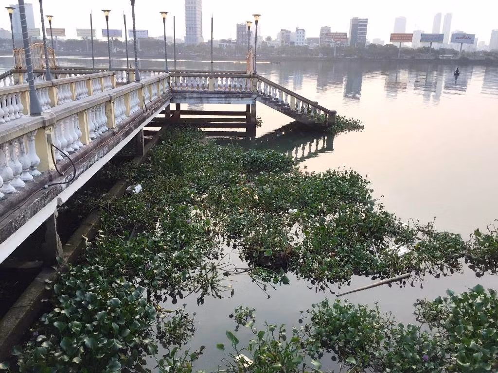 Bèo tấp kín khu vực cầu chữ T (trước Bảo tàng Đà Nẵng) sáng 21/4. Bèo tấp kín khu vực cầu chữ T (trước Bảo tàng Đà Nẵng) sáng 21/4.