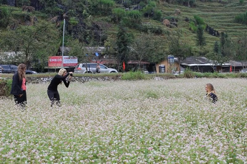 Đông đảo du khách đến tham quan hoa tam giác mạch trên Cao nguyên đá Đồng Văn.