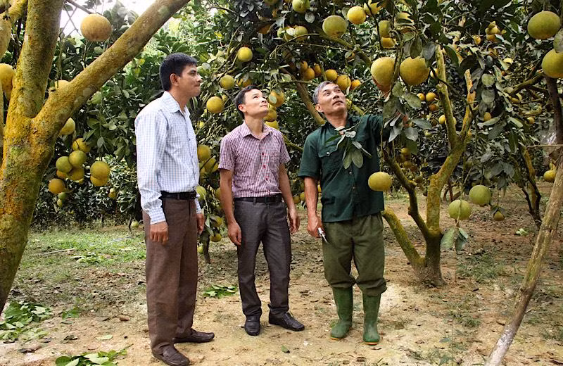 Trồng bưởi theo mô hình VietGap ở xã Phúc Ninh (huyện Yên Sơn, Tuyên Quang).