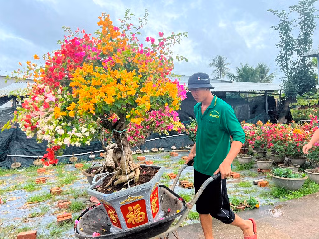 Người dân vận chuyển từng chậu hoa giấy ra điểm tập kết. Người dân vận chuyển từng chậu hoa giấy ra điểm tập kết.