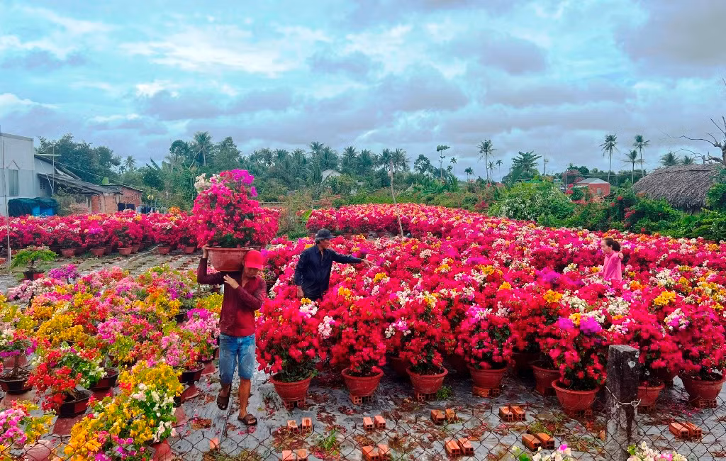 Thương lái vào tận vườn hoa tại xã Phú Sơn (huyện Chợ Lách) để mua hoa giấy. Thương lái vào tận vườn hoa tại xã Phú Sơn (huyện Chợ Lách) để mua hoa giấy.