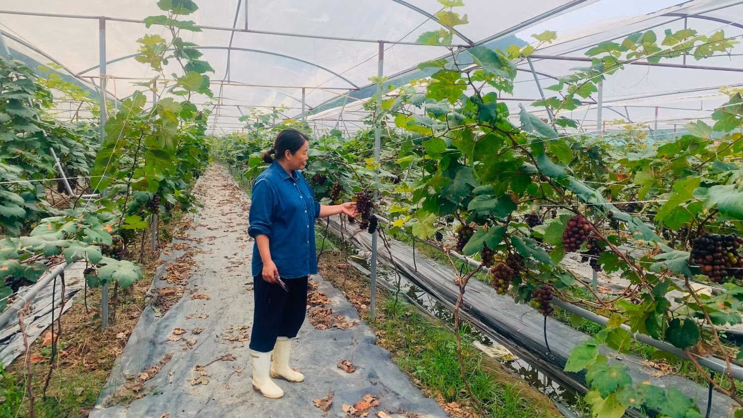 Mô hình trồng nho công nghệ cao tại xóm Thiên Tân, xã Thượng Tân Lộc, huyện Nam Đàn.