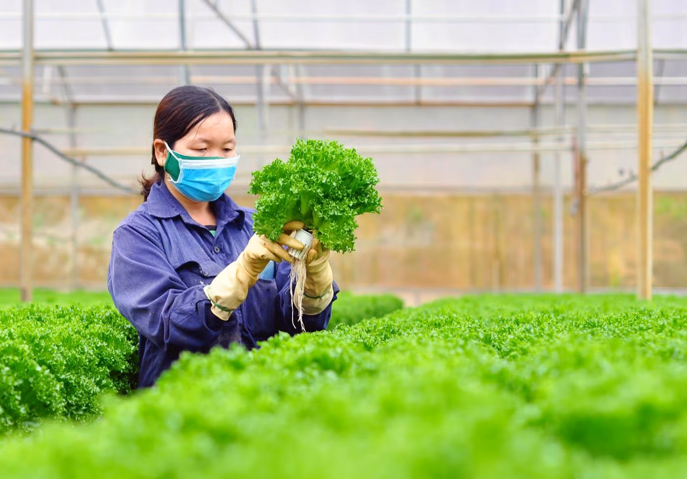 Sản xuất rau thủy canh tại thành phố Đà Lạt, tỉnh Lâm Đồng.