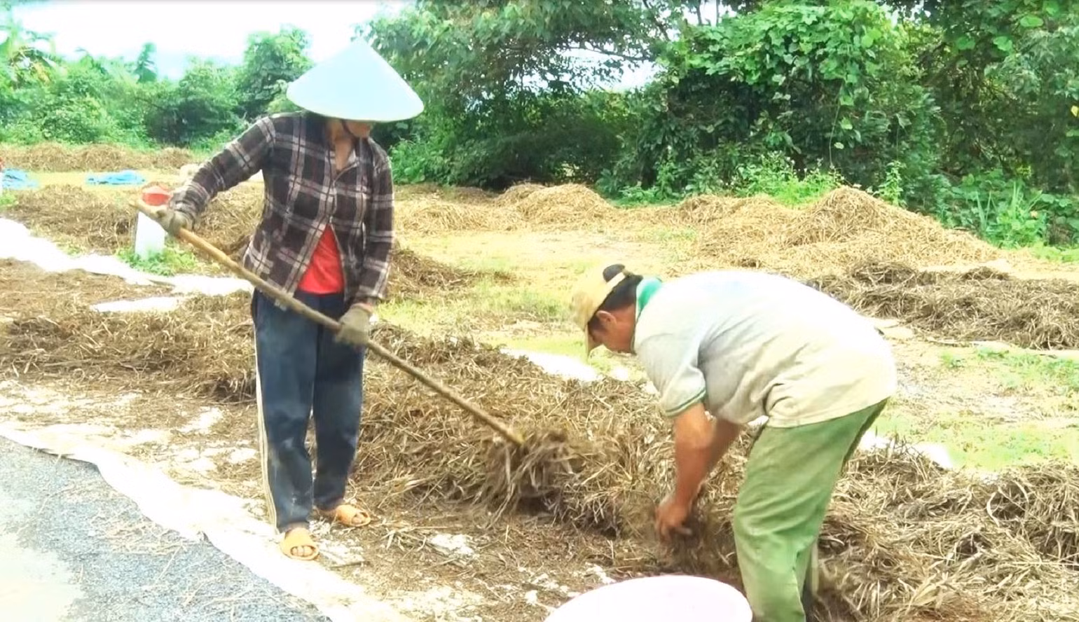 Sau khi nước lũ rút, xót của nên nông dân huyện Lắk đi thu gom những diện tích lúa còn sót lại mang về chủ yếu để phục vụ chăn nuôi, mong vớt vát được chút nào hay chút đó.