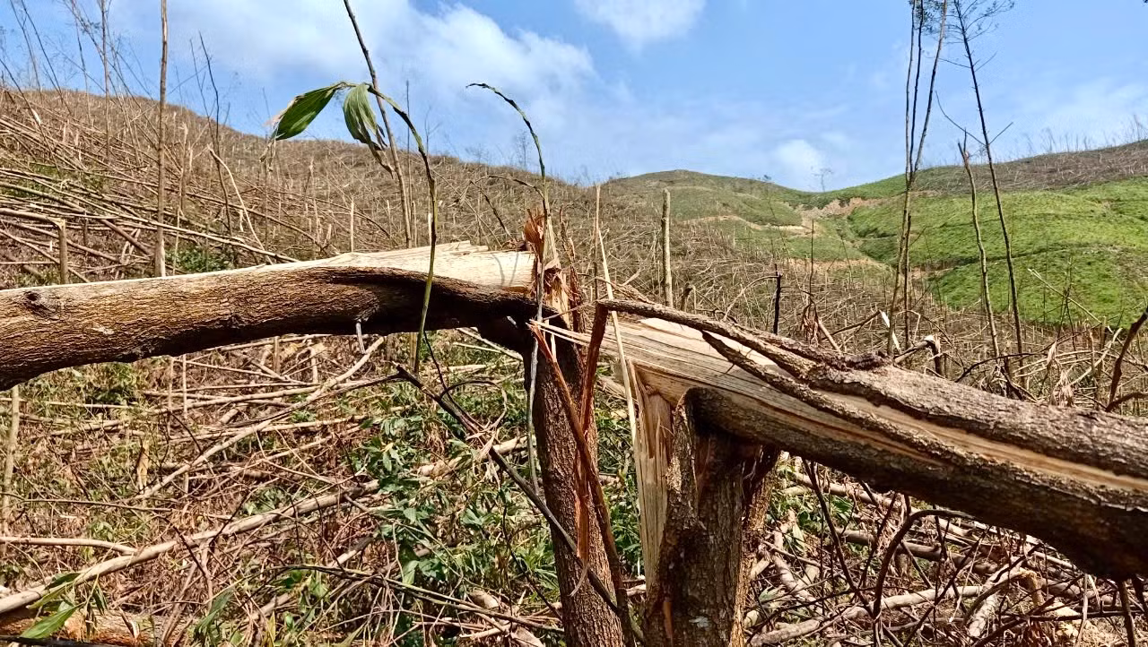Nhiều diện tích rừng trồng sản xuất bị thiệt hại hoàn toàn. (Ảnh: QUỲNH HƯƠNG) Nhiều diện tích rừng trồng sản xuất bị thiệt hại hoàn toàn. (Ảnh: QUỲNH HƯƠNG)