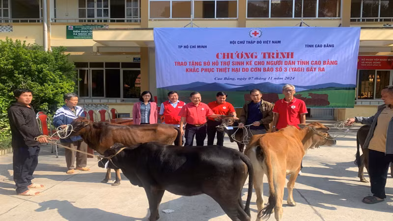 Hỗ trợ bò giống đến 150 hộ gia đình có hoàn cảnh khó khăn bị ảnh hưởng bởi bão số 3. Hỗ trợ bò giống đến 150 hộ gia đình có hoàn cảnh khó khăn bị ảnh hưởng bởi bão số 3.