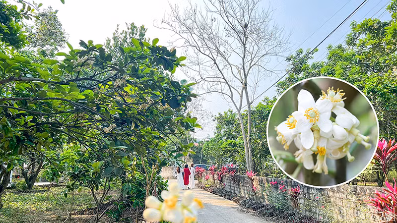 Mùa này, vừa đặt chân đến đầu thôn Múc đã thấy hương hoa bưởi thơm ngào ngạt cùng màu hoa trắng tinh khôi.