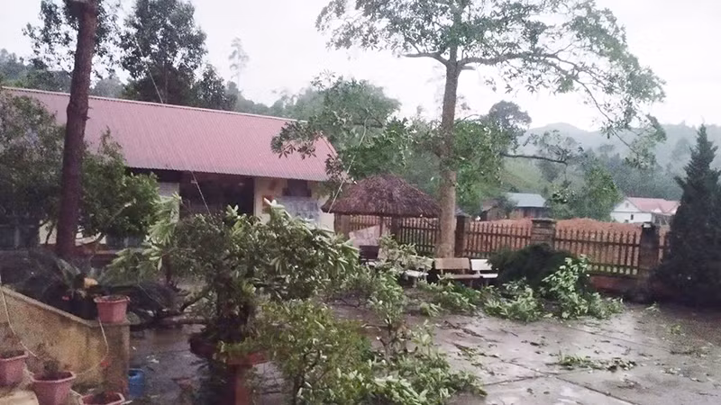 Gió lốc khiến nhiều cây cối gãy đổ. Gió lốc khiến nhiều cây cối gãy đổ.