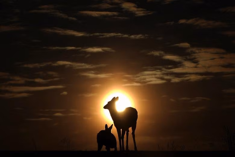 Hươu đuôi trắng được chụp vào lúc hoàng hôn ở Buffalo, New York, ngày 13/2. (Ảnh: REUTERS)