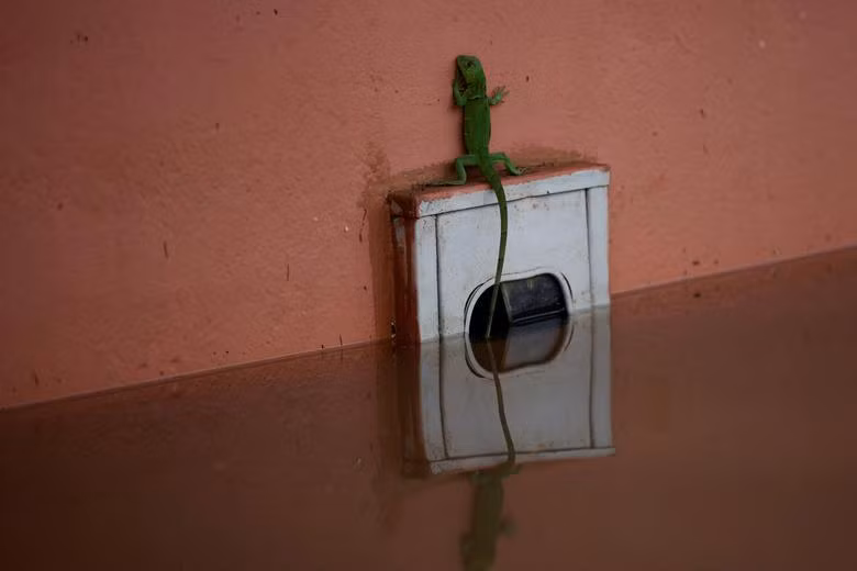Một con tắc kè hoa cố gắng lên khỏi mặt nước trong lũ lụt do mưa lớn ở Imperatriz, bang Maranhao, Brazil, ngày 6/1. (Ảnh: REUTERS)