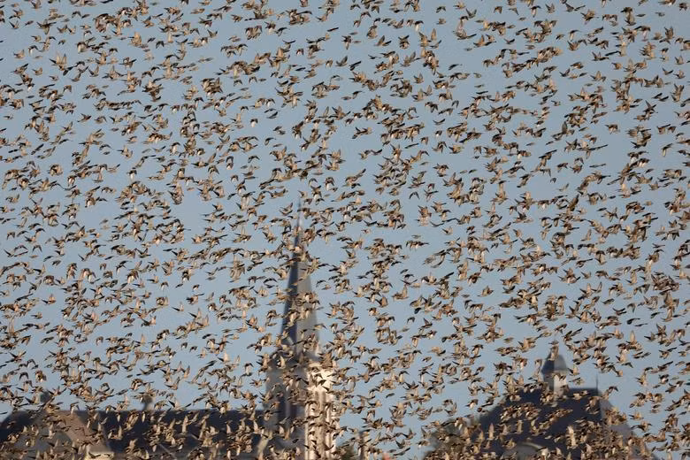 Một đàn sáo bay kín bầu trời ở làng Val-de-Vesle gần Reims, Pháp, ngày 2/11. (Ảnh: REUTERS)