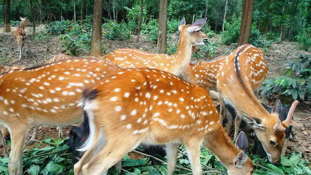 Nuôi hươu lấy nhung ở Hương Sơn đang phát triển mạnh. Nuôi hươu lấy nhung ở Hương Sơn đang phát triển mạnh.