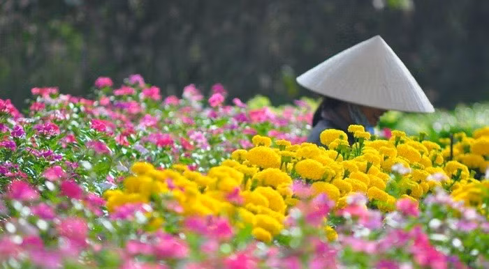 Nghề trồng hoa ở Mê Linh phát triển mạnh. Nghề trồng hoa ở Mê Linh phát triển mạnh.