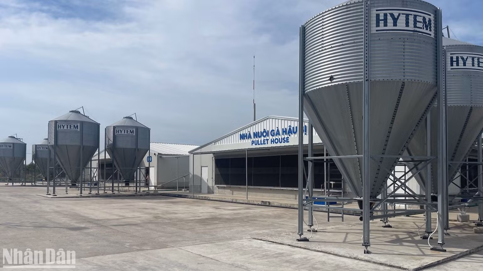 Khu nuôi gà mái giai đoạn hậu bị.