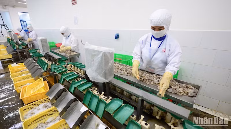 Chế biến thủy sản xuất khẩu ở Công ty CP Thủy sản Cafatex (Hậu Giang).