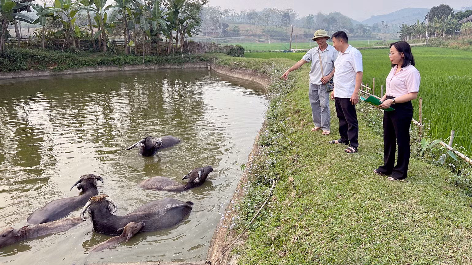 Đàn trâu nuôi sinh sản được vay vốn theo nghị quyết 03 của ông Hà Hữu Mao, thôn Ngõa, xã Xuân Quang, huyện Chiêm Hóa. Đàn trâu nuôi sinh sản được vay vốn theo nghị quyết 03 của ông Hà Hữu Mao, thôn Ngõa, xã Xuân Quang, huyện Chiêm Hóa.