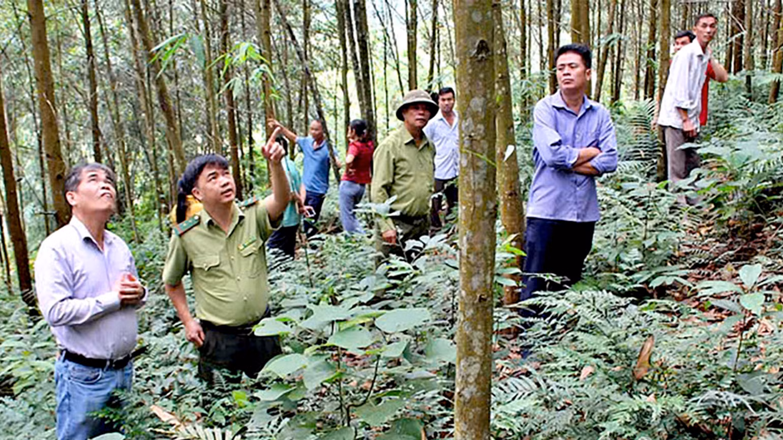 Viện Khoa học Lâm nghiệp Việt Nam và cán bộ kiểm lâm tỉnh Tuyên Quang kiểm tra diện tích rừng được cấp mã số vùng trồng rừng trên địa bàn huyện Yên Sơn. Viện Khoa học Lâm nghiệp Việt Nam và cán bộ kiểm lâm tỉnh Tuyên Quang kiểm tra diện tích rừng được cấp mã số vùng trồng rừng trên địa bàn huyện Yên Sơn.