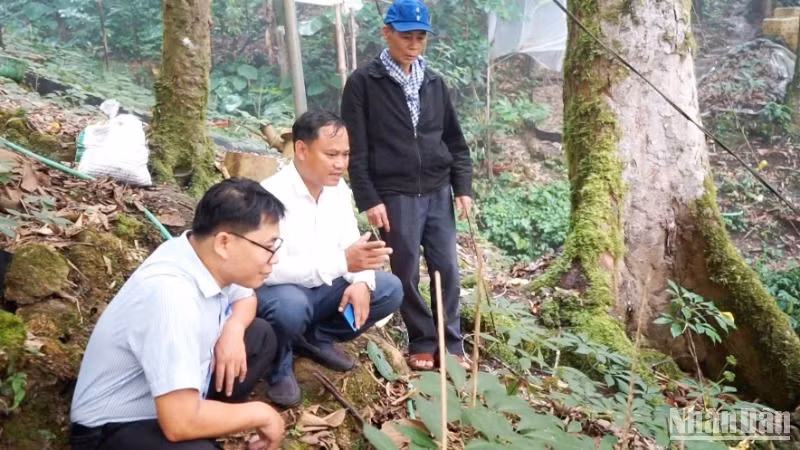 Huyện Nam Trà My vận động người dân trồng sâm dưới tán rừng nhằm gắn trồng sâm Ngọc Linh để tăng thu nhập, cải thiện đời sống với bảo vệ rừng. Huyện Nam Trà My vận động người dân trồng sâm dưới tán rừng nhằm gắn trồng sâm Ngọc Linh để tăng thu nhập, cải thiện đời sống với bảo vệ rừng.