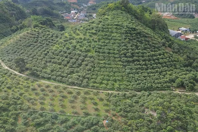Hiện tỉnh Sơn La có 58 hợp tác xã nông nghiệp có mã số vùng trồng phục vụ xuất khẩu.