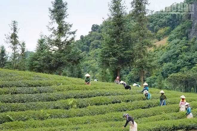 Khu vực miền núi phía bắc là vùng có diện tích nông lâm kết hợp lớn nhất cả nước.