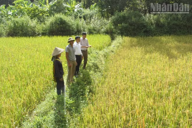 Khu vực từng bị đào xới nham nhở bởi tình trạng khai thác vàng trái phép của gia đình bà Vì Thị Chanh, bản Lứa, xã Mường La đã được khôi phục trồng lúa.