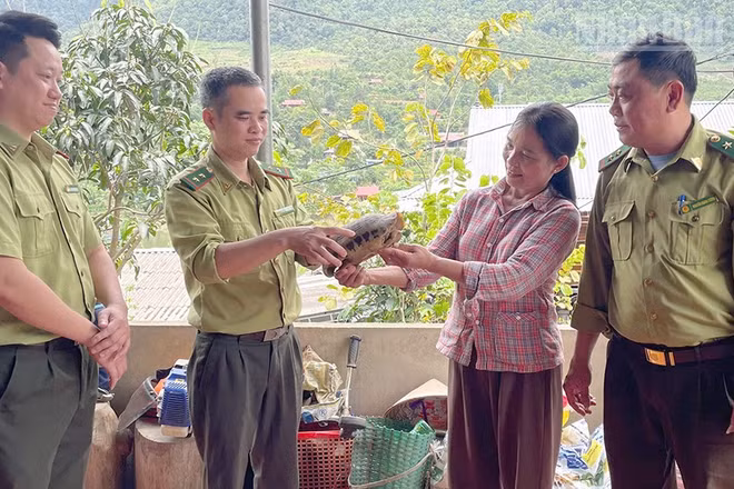 Cán bộ Hạt Kiểm lâm khu vực XV và khu rừng đặc dụng Tà Xùa tiếp nhận cá thể rùa núi vàng quý hiếm.