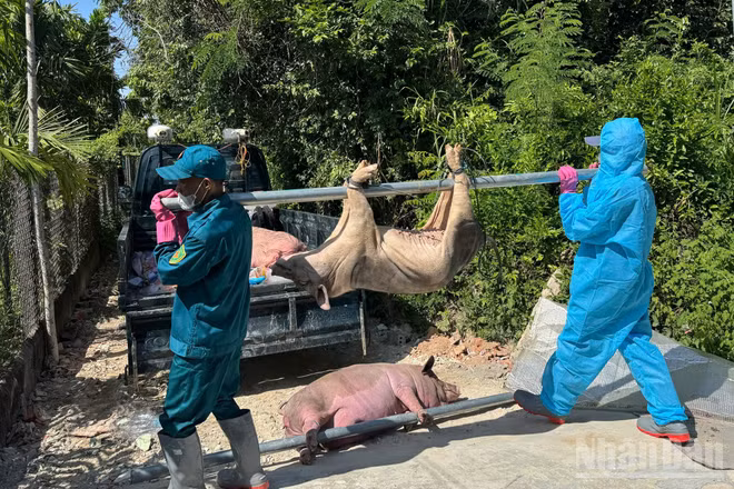 Dịch tả lợn châu Phi tiếp tục xảy ra trên địa bàn tỉnh Quảng Ngãi, gây thiệt hại cho người chăn nuôi.