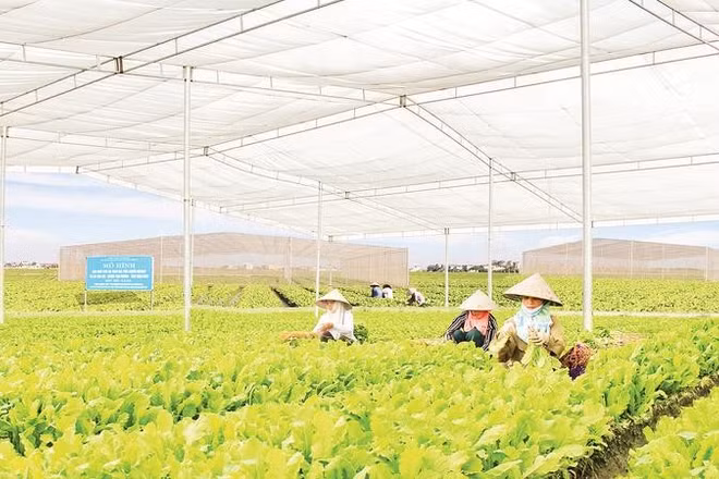 Mô hình sản xuất rau trong nhà lưới theo tiêu chuẩn VietGAP tại xã Hội Thịnh, tỉnh Phú Thọ.