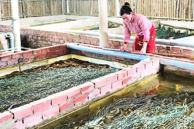 Giá mua lươn thương phẩm tại các trang trại hiện chỉ 35.000-40.000 đồng/kg, giảm một nửa so với đầu năm.