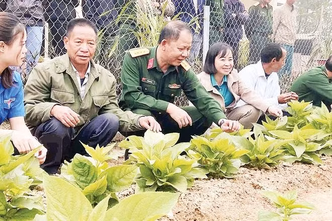 Tham quan mô hình trồng Hồng Sâm của các đoàn viên trí thức trẻ ở Đoàn Kinh tế-Quốc phòng 356.