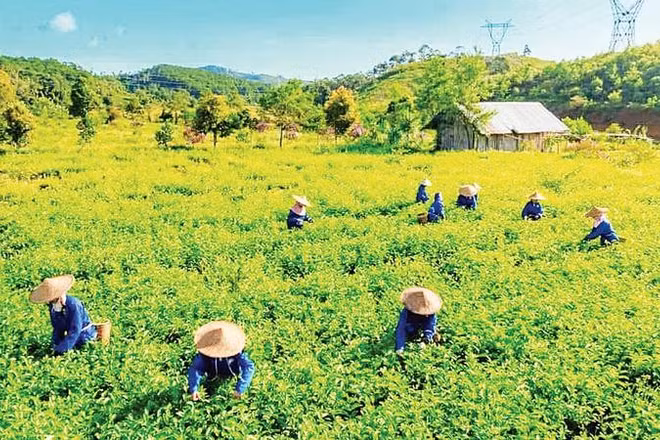 Xã Kon Plông, tỉnh Quảng Ngãi mở rộng vùng nguyên liệu chè đặc sản xứ lạnh hướng đến xuất khẩu.