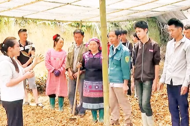 Người dân thôn Hậu Cấu, xã Xín Mần được đào tạo kỹ thuật trồng cây dược liệu ngay tại vườn.