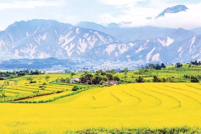Một góc cánh đồng Mường Than vào mùa lúa chín, xa xa là vết tích nham nhở trên những triền núi sạt lở do mưa lũ gây ra vào tháng 7 vừa qua (Ảnh MẠNH CƯỜNG)