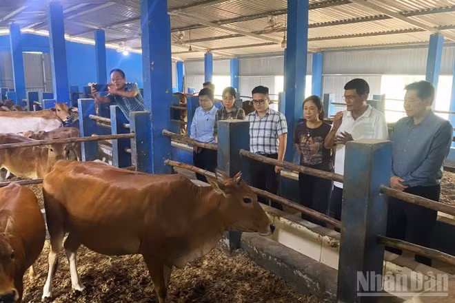 Giám đốc Trung tâm Khuyến nông quốc gia tham gia đoàn khảo sát tại Huế. (Ảnh: QT)