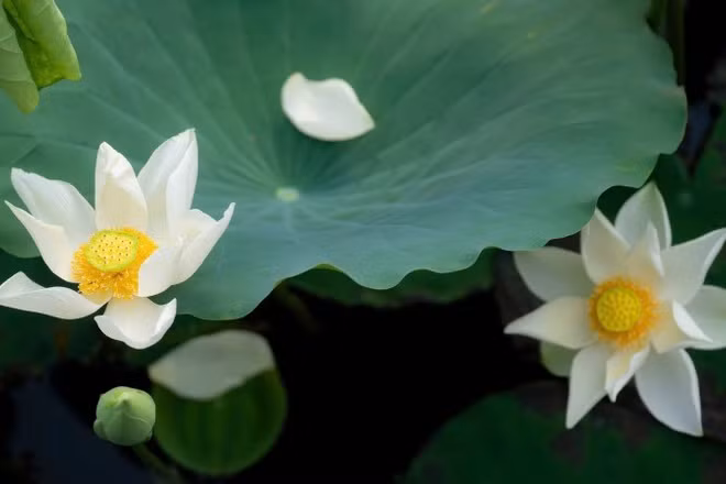 Người tham gia có thể trực tiếp trải nghiệm các hoạt động như ướp trà sen truyền thống. (Ảnh: LÊ ĐÌNH HOÀNG)