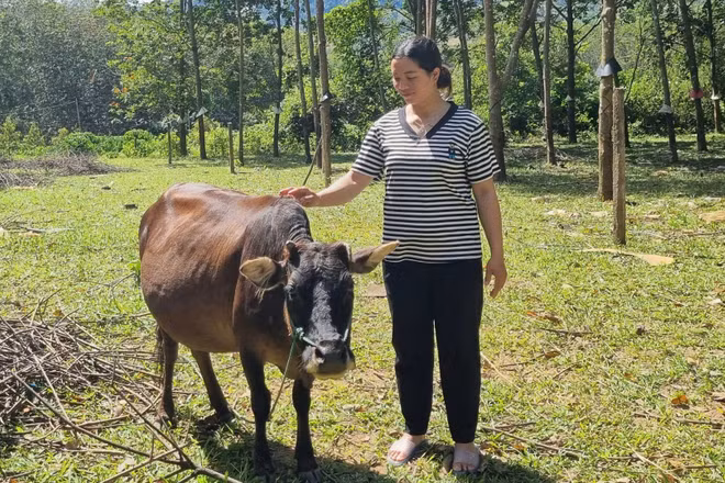 Gia đình chị Y Pha thoát nghèo nhờ các chính sách an sinh từ các chương trình quốc gia.