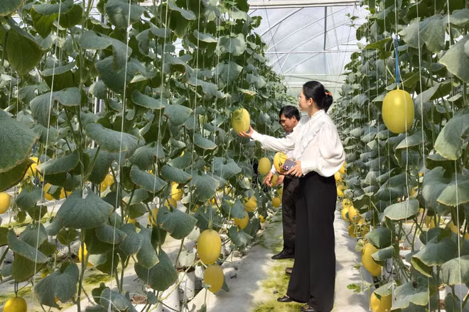 Nhiều nông dân xây dựng nhà lưới trồng dưa sạch.