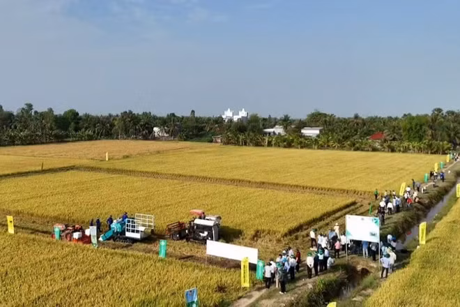 Tây Ninh tổ chức trình diễn chia sẻ kinh nghiệm với các tỉnh về hiệu quả của mô hình trong Đề án phát triển bền vững 1 triệu ha lúa chất lượng cao, phát thải thấp gắn với tăng trưởng xanh vùng Đồng bằng sông Cửu Long đến năm 2030 tại Hợp tác xã Nông nghiệp Gò Gòn (xã Vĩnh Thạnh).