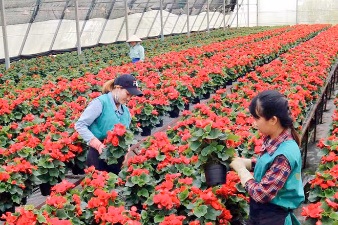 Sản xuất nông nghiệp công nghệ cao lan tỏa mạnh mẽ tại Lâm Đồng.