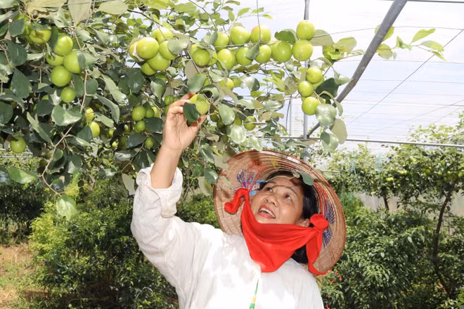 Trồng táo cho năng suất cao ở xã Trảng Bom, tỉnh Đồng Nai.